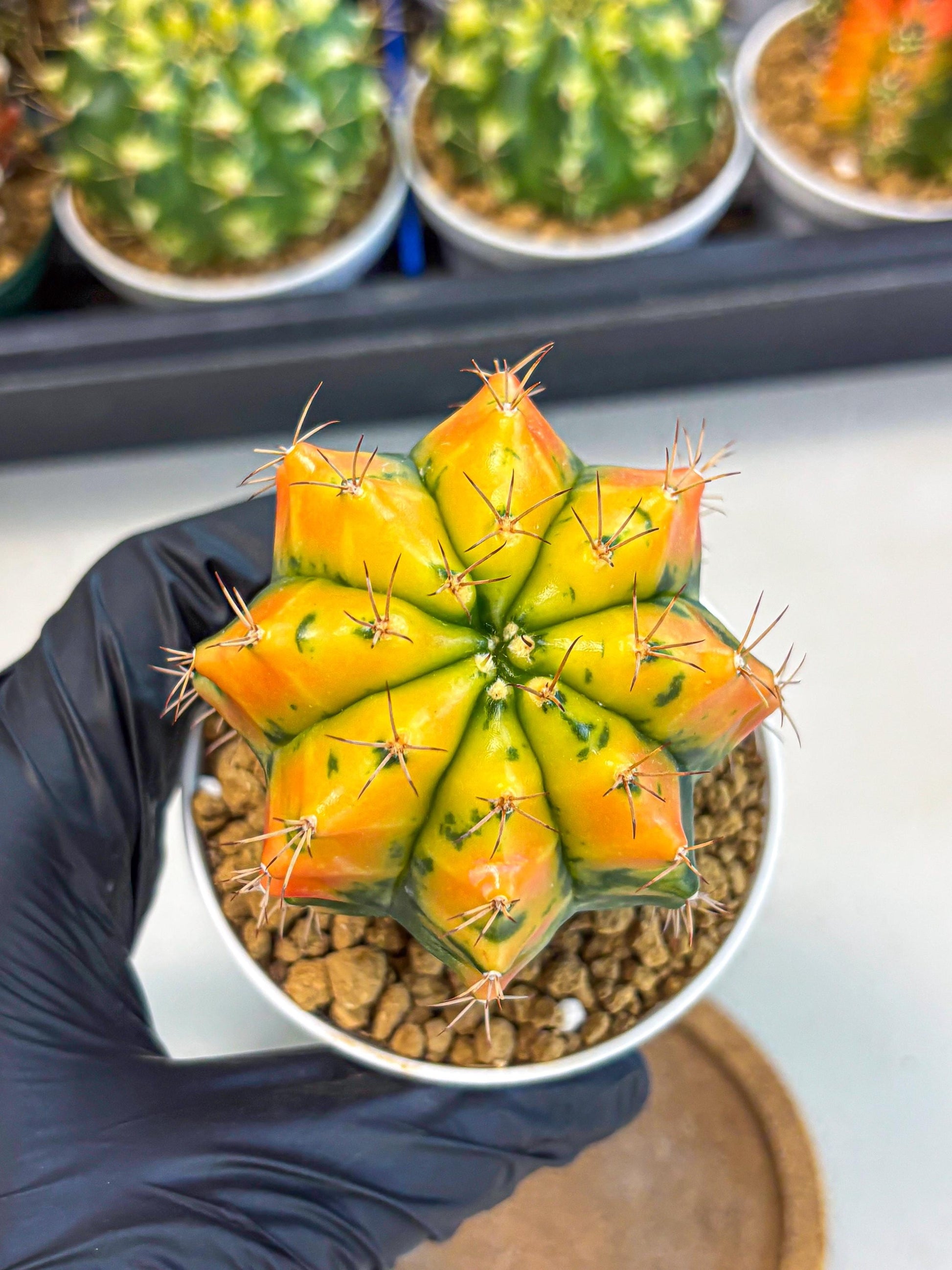 Gymnocalycium Carnelian (gy6) (g7) | Rare Hybrid cactus