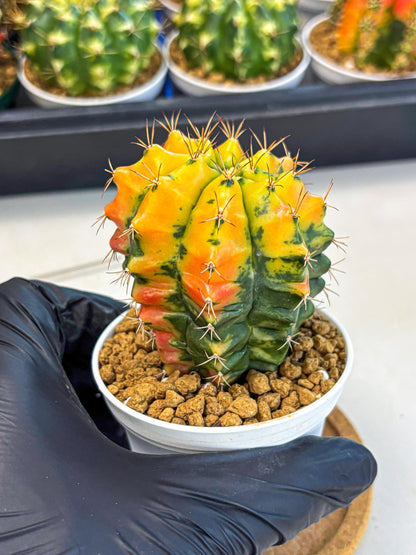 Gymnocalycium Carnelian (gy6) (g7) | Rare Hybrid cactus