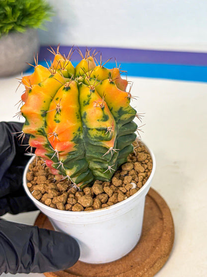 Gymnocalycium Carnelian (gy6) (g7) | Rare Hybrid cactus