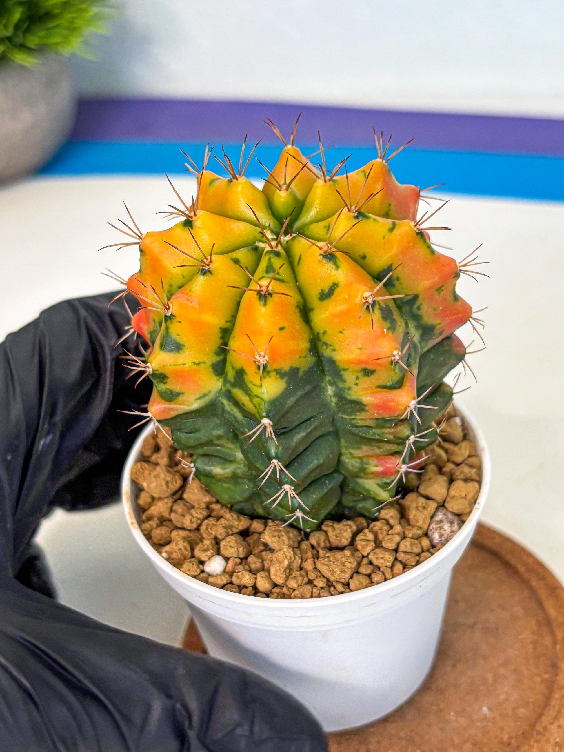 Gymnocalycium Carnelian (gy6) (g7) | Rare Hybrid cactus
