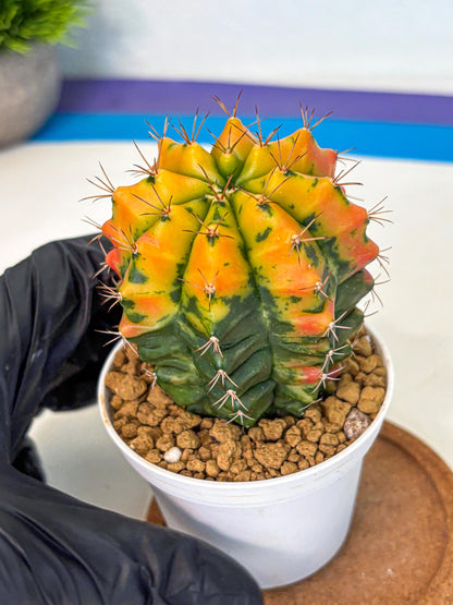 Gymnocalycium Carnelian (gy6) (g7) | Rare Hybrid cactus