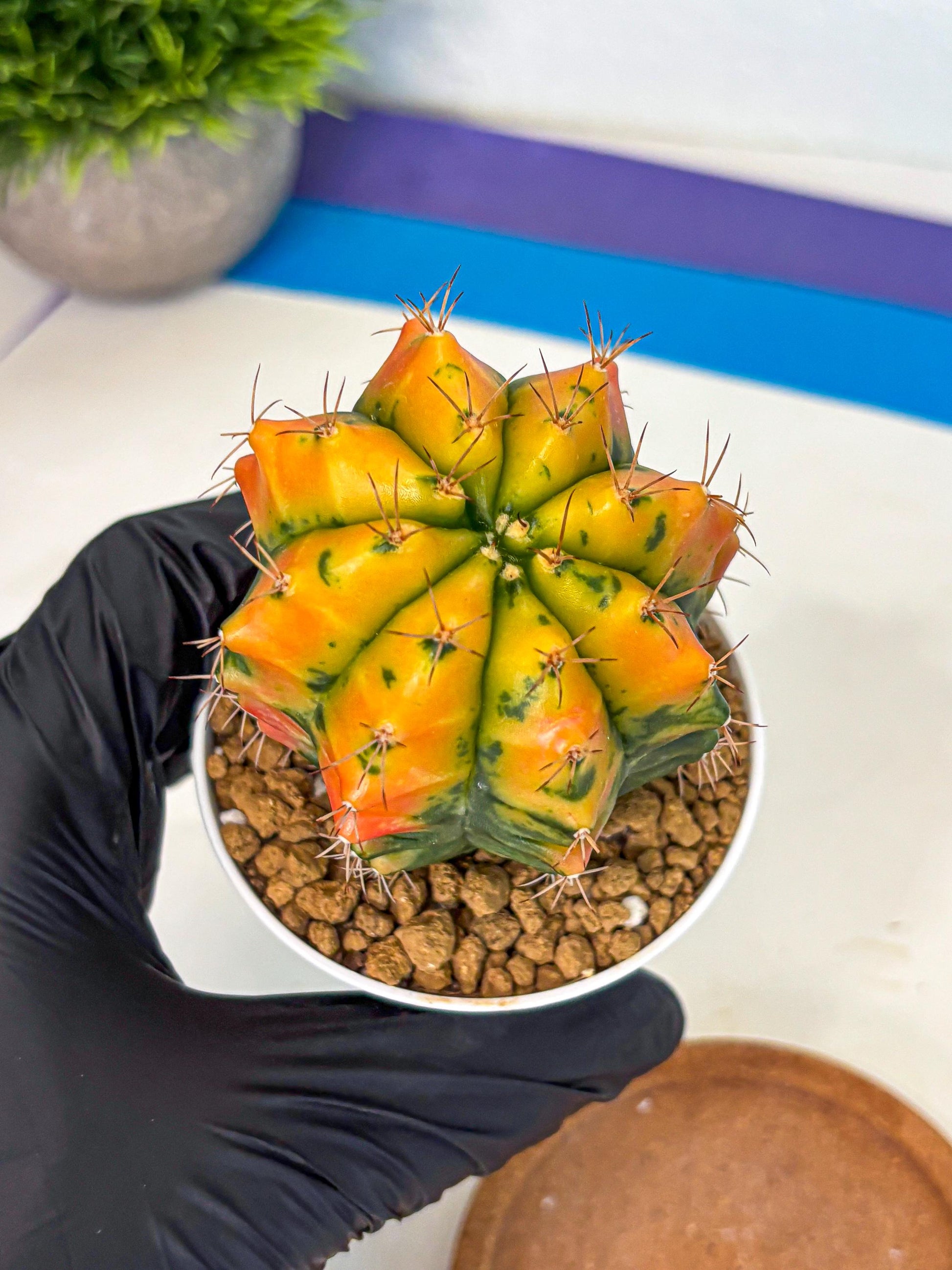 Gymnocalycium Carnelian (gy6) (g7) | Rare Hybrid cactus