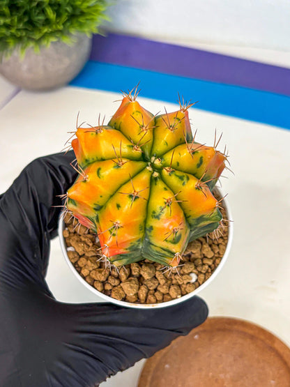 Gymnocalycium Carnelian (gy6) (g7) | Rare Hybrid cactus