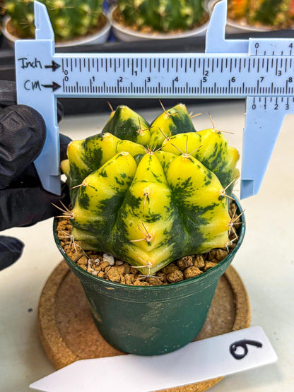 Gymnocalycium Moon Lover (gy6) (g6) | Special Hybrid cactus