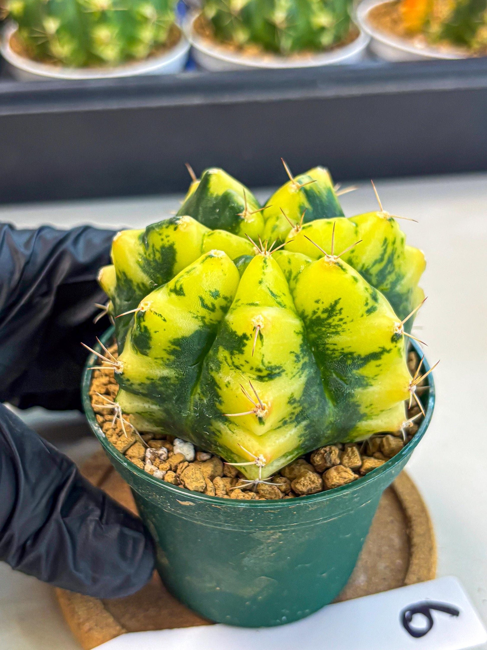 Gymnocalycium Moon Lover (gy6) (g6) | Special Hybrid cactus