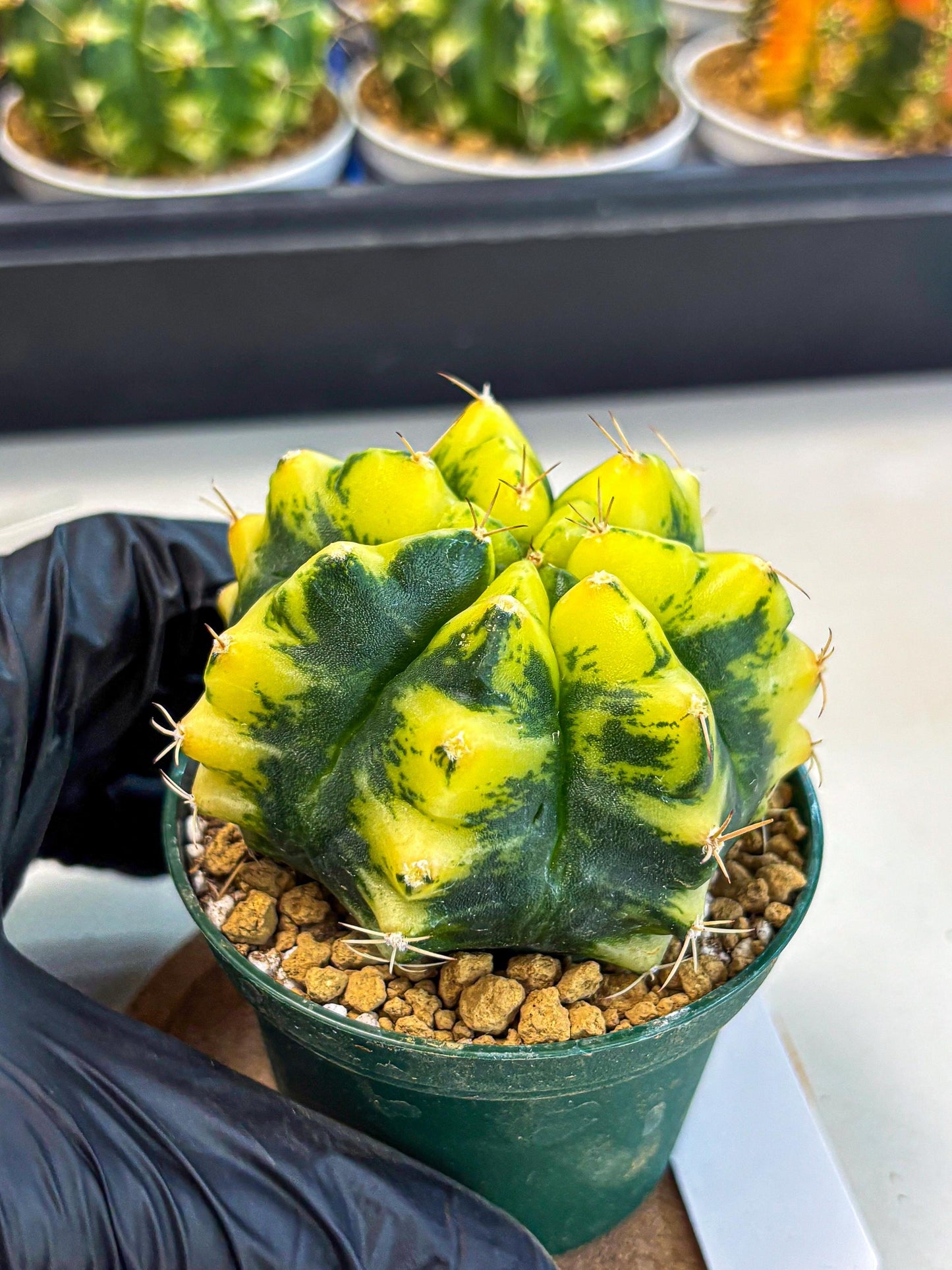 Gymnocalycium Moon Lover (gy6) (g6) | Special Hybrid cactus