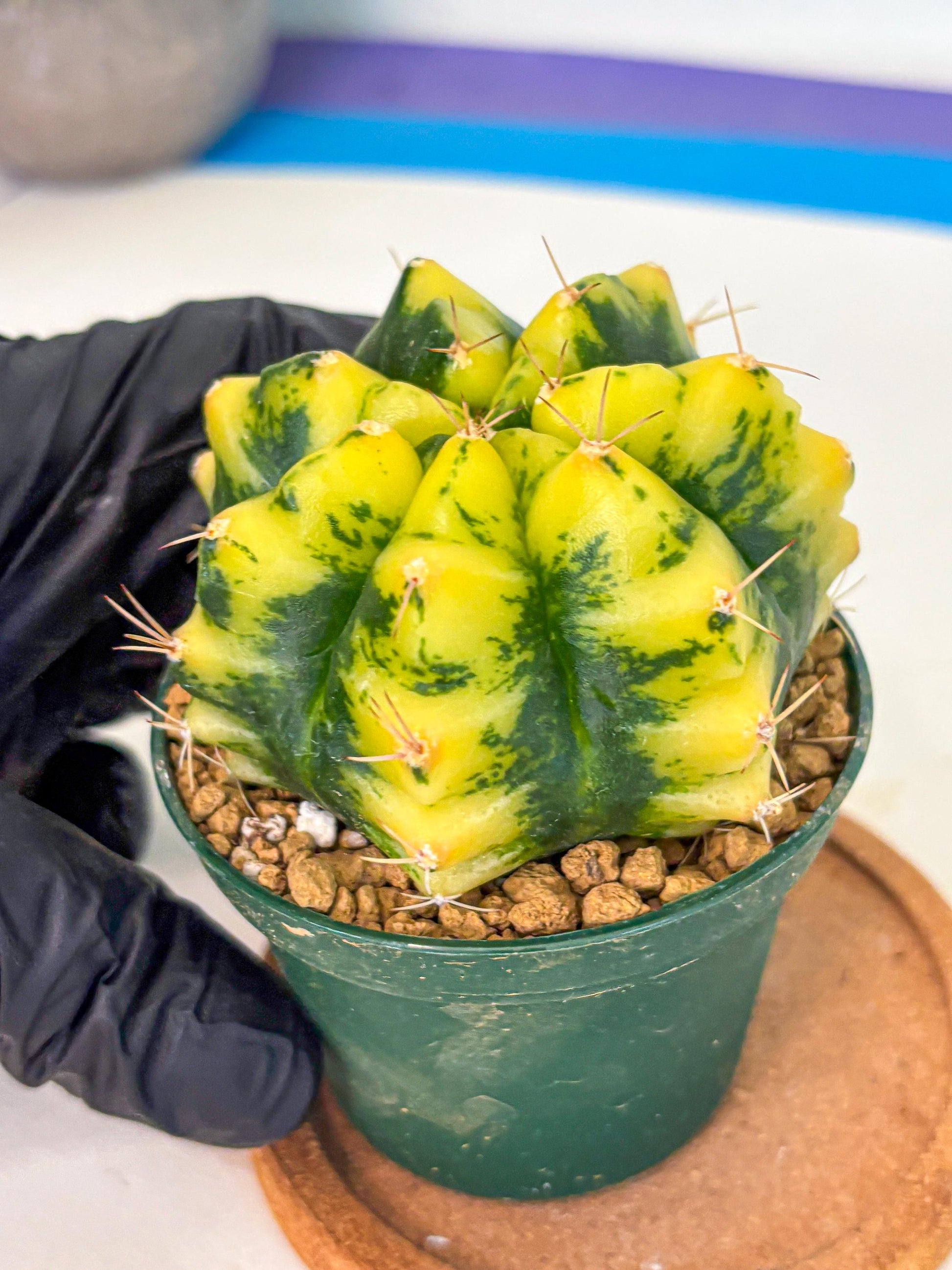 Gymnocalycium Moon Lover (gy6) (g6) | Special Hybrid cactus