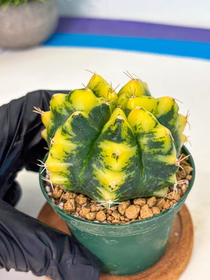 Gymnocalycium Moon Lover (gy6) (g6) | Special Hybrid cactus