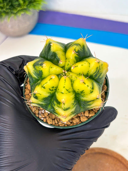 Gymnocalycium Moon Lover (gy6) (g6) | Special Hybrid cactus