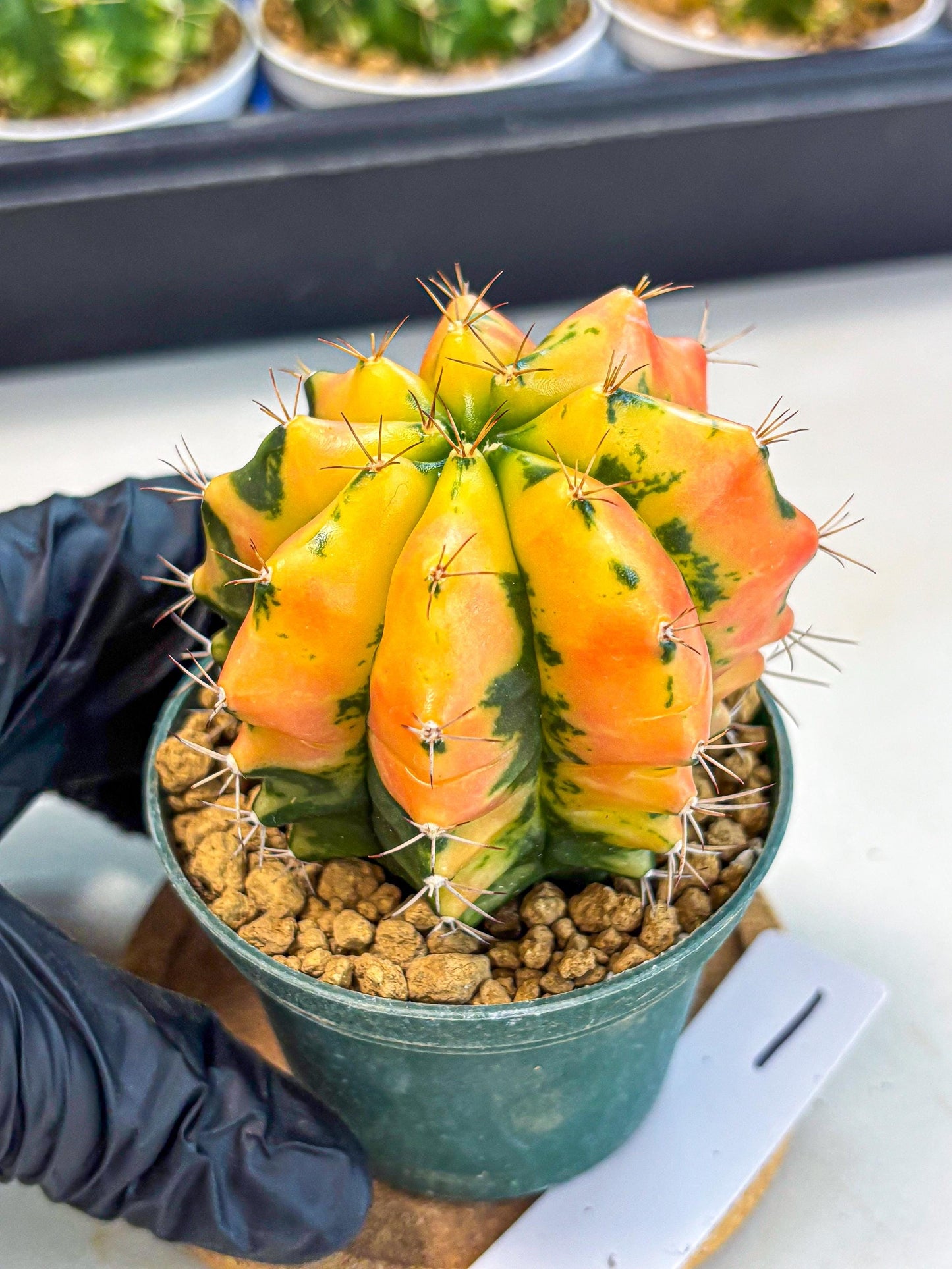 Gymnocalycium Carnelian (gy6) (y1) | Rare Hybrid cactus