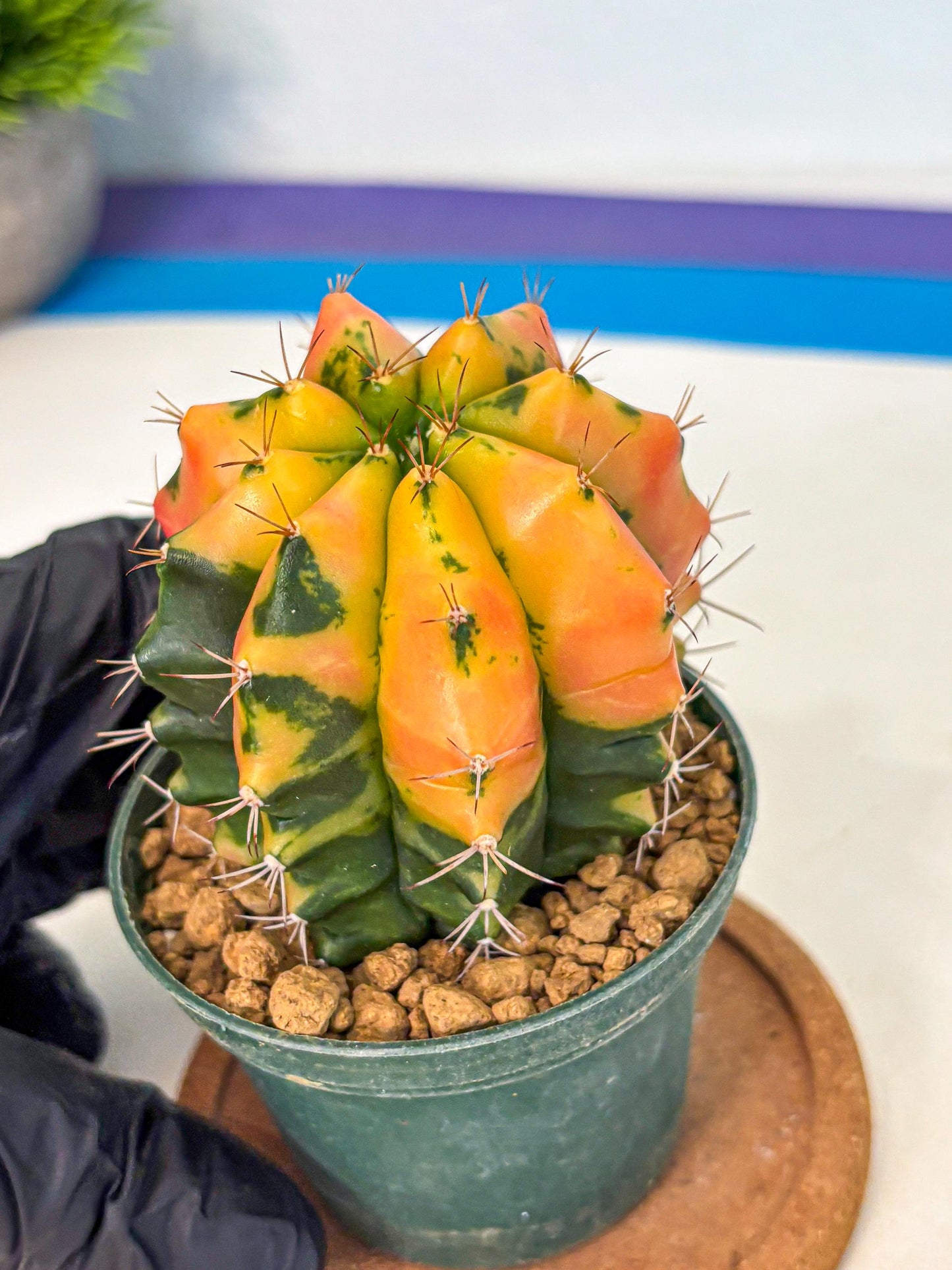 Gymnocalycium Carnelian (gy6) (y1) | Rare Hybrid cactus