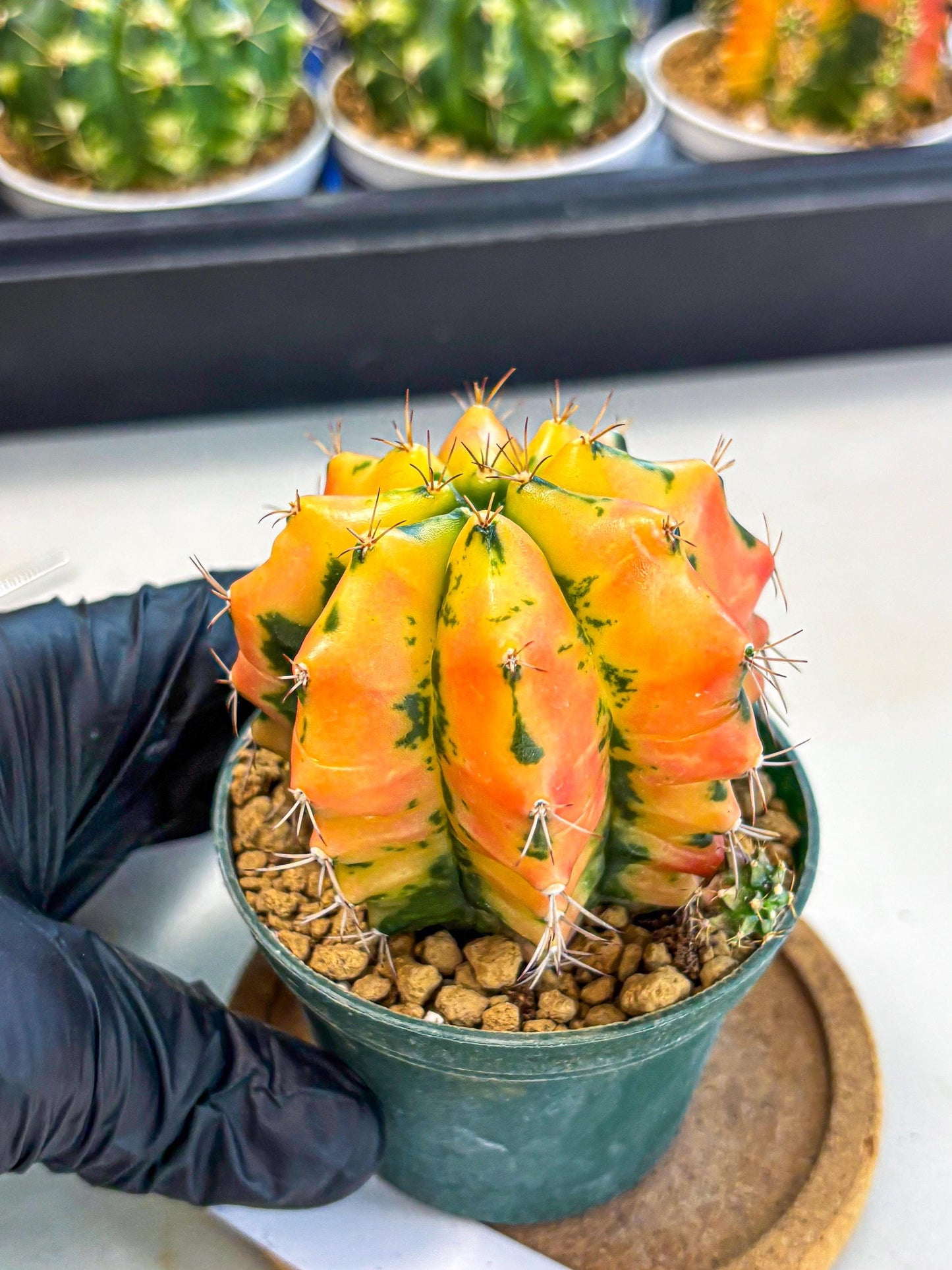 Gymnocalycium Carnelian (gy6) (y1) | Rare Hybrid cactus
