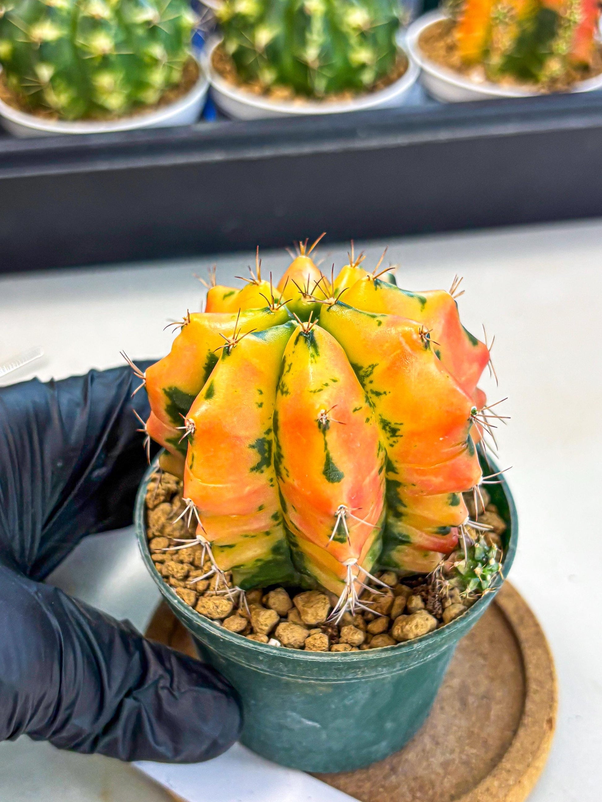 Gymnocalycium Carnelian (gy6) (y1) | Rare Hybrid cactus