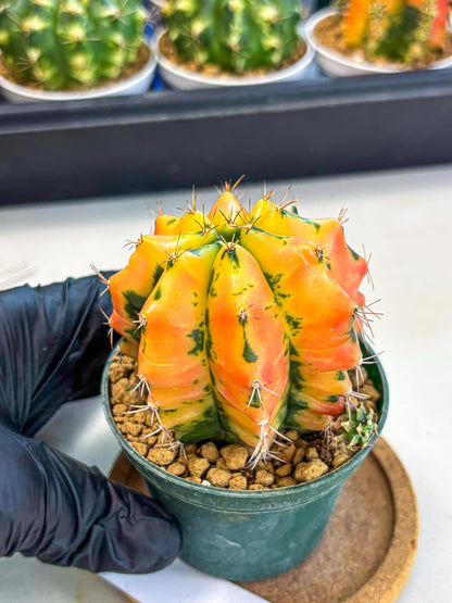 Gymnocalycium Carnelian (gy6) (y1) | Rare Hybrid cactus