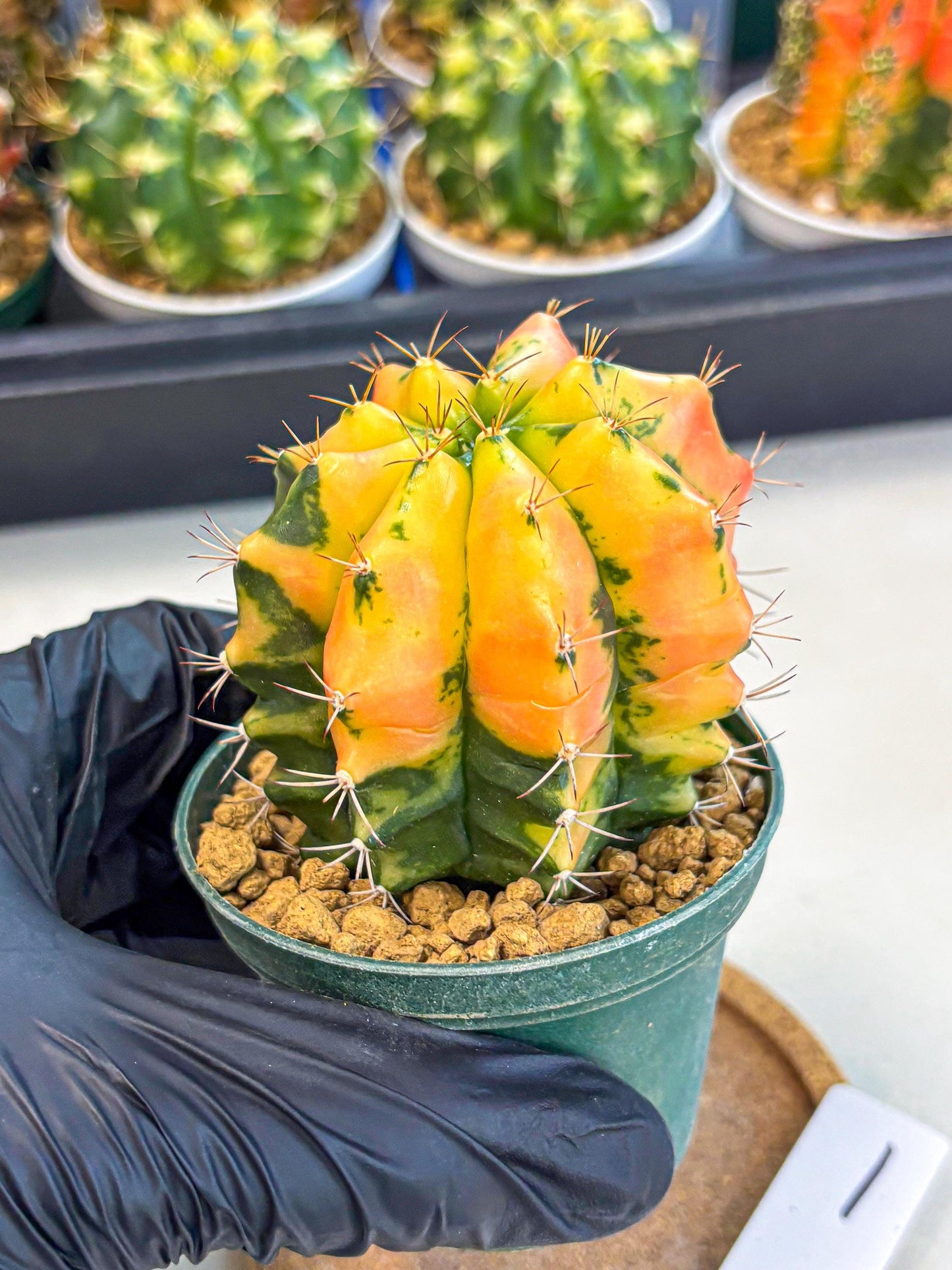 Gymnocalycium Carnelian (gy6) (y1) | Rare Hybrid cactus