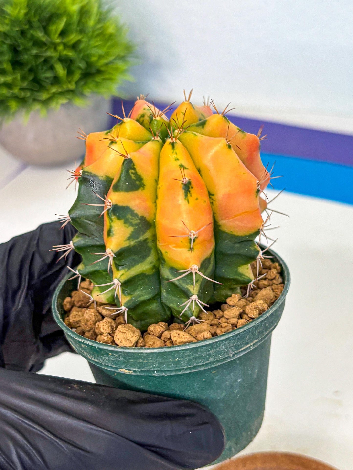 Gymnocalycium Carnelian (gy6) (y1) | Rare Hybrid cactus