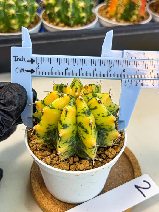Gymnocalycium Stella (gy6) (y2) | Rare Hybrid cactus