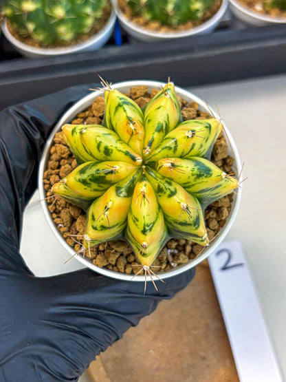 Gymnocalycium Stella (gy6) (y2) | Rare Hybrid cactus