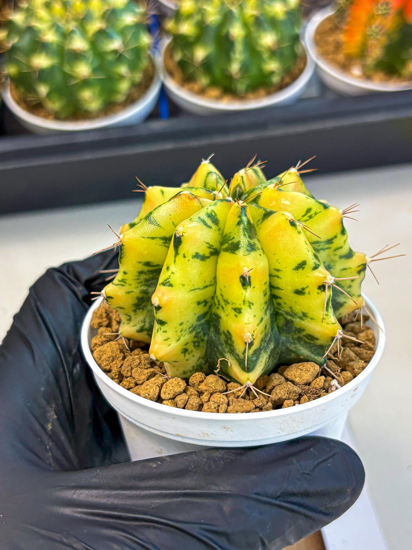 Gymnocalycium Stella (gy6) (y2) | Rare Hybrid cactus