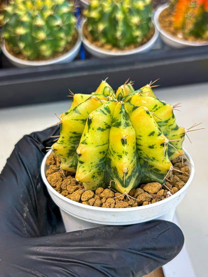 Gymnocalycium Stella (gy6) (y2) | Rare Hybrid cactus