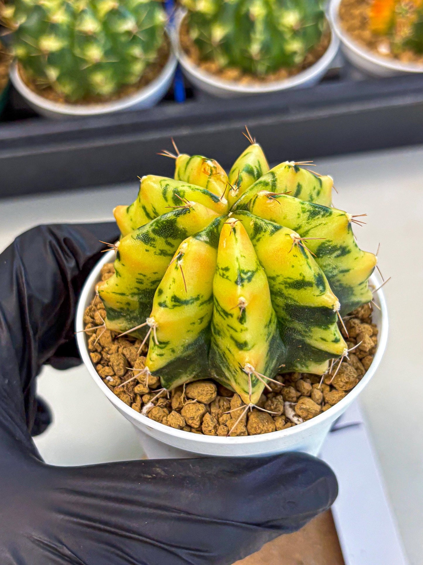 Gymnocalycium Stella (gy6) (y2) | Rare Hybrid cactus