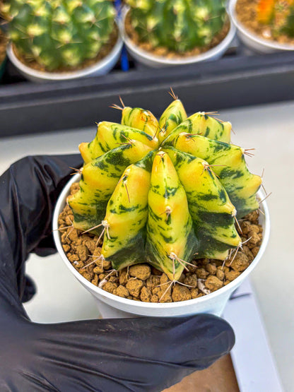 Gymnocalycium Stella (gy6) (y2) | Rare Hybrid cactus