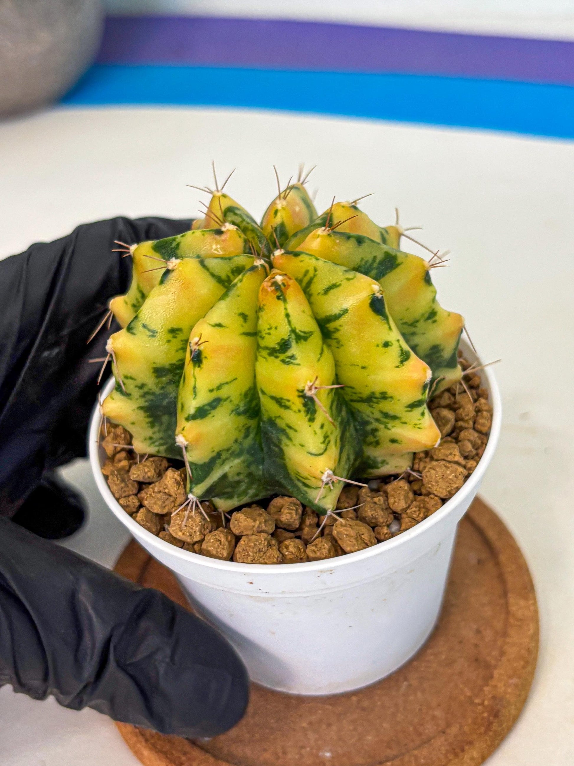 Gymnocalycium Stella (gy6) (y2) | Rare Hybrid cactus