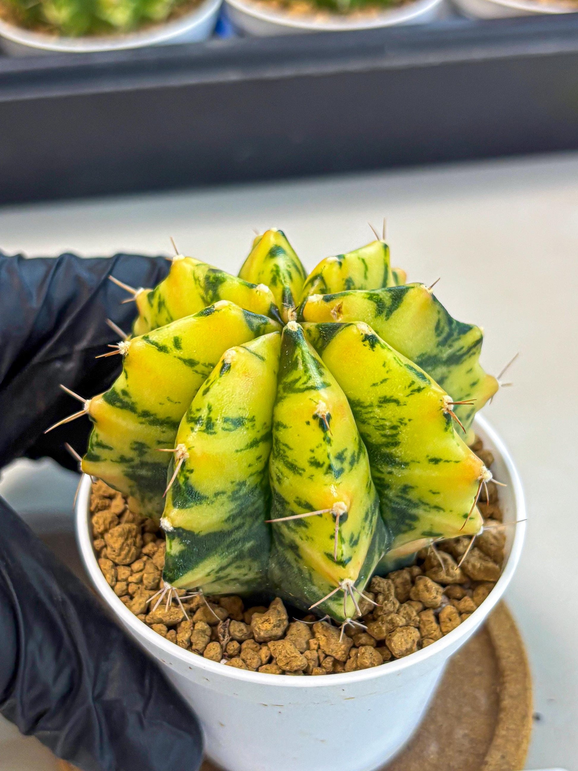 Gymnocalycium Stella (gy6) (y3) | Rare Hybrid cactus