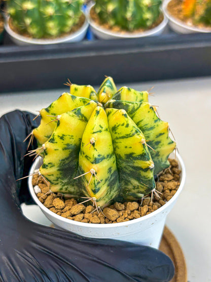 Gymnocalycium Stella (gy6) (y3) | Rare Hybrid cactus