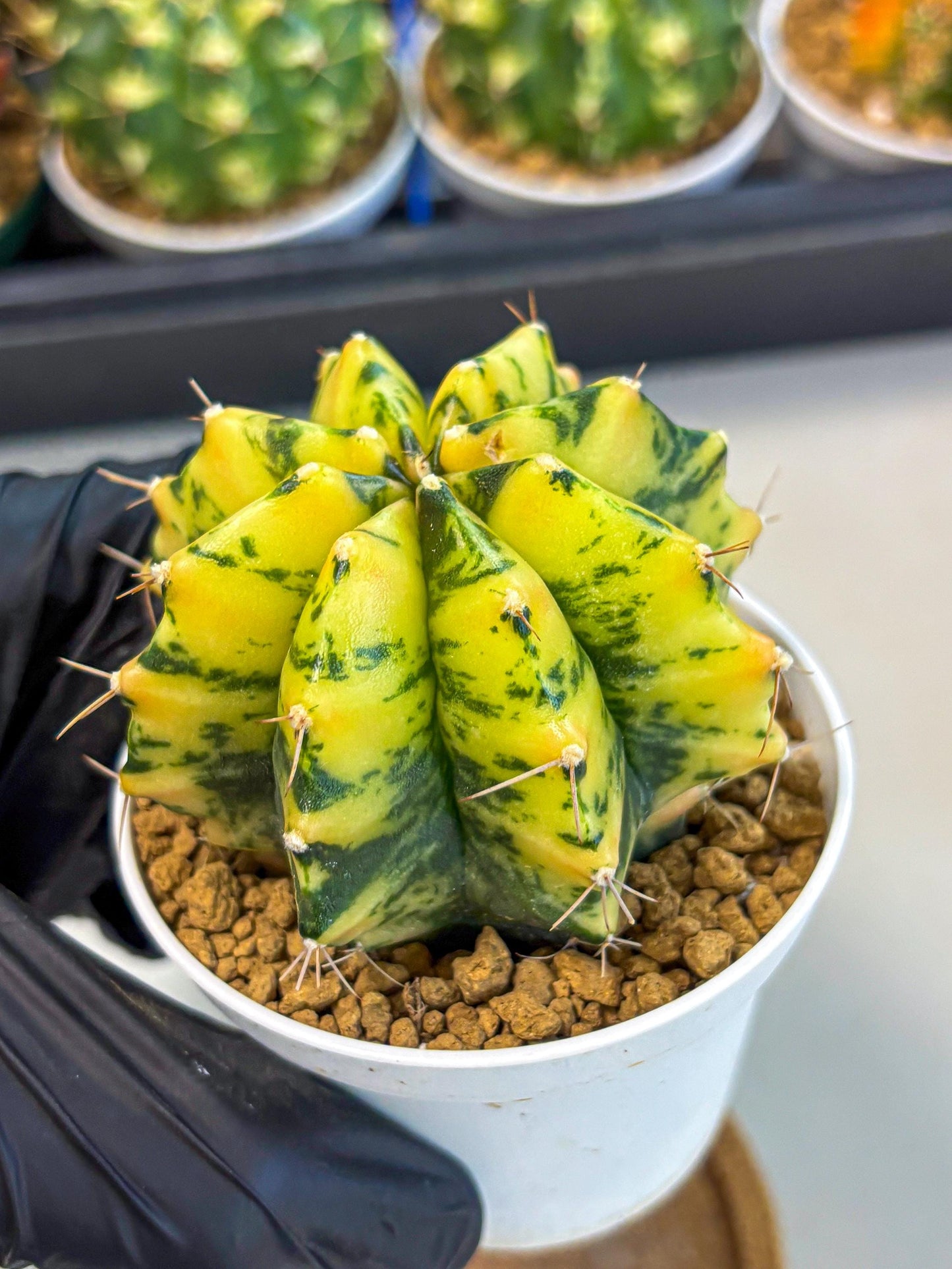 Gymnocalycium Stella (gy6) (y3) | Rare Hybrid cactus