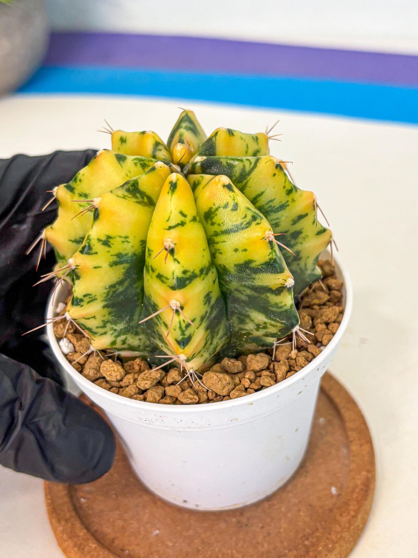 Gymnocalycium Stella (gy6) (y3) | Rare Hybrid cactus