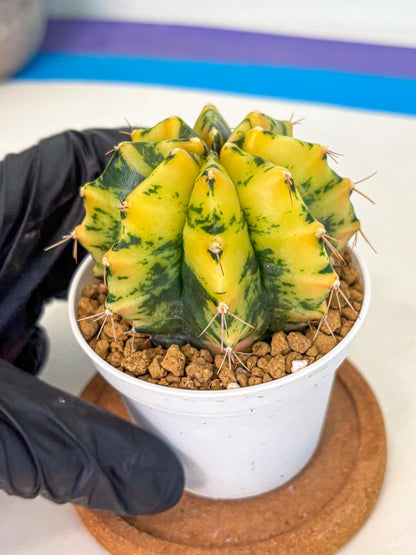 Gymnocalycium Stella (gy6) (y3) | Rare Hybrid cactus