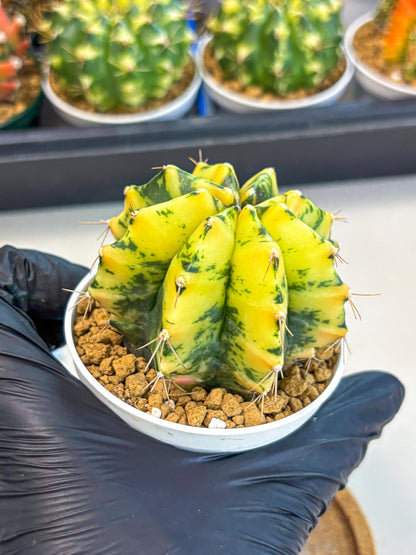 Gymnocalycium Stella (gy6) (y3) | Rare Hybrid cactus