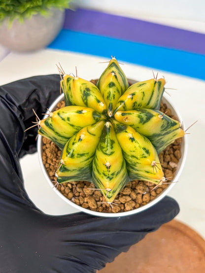 Gymnocalycium Stella (gy6) (y3) | Rare Hybrid cactus