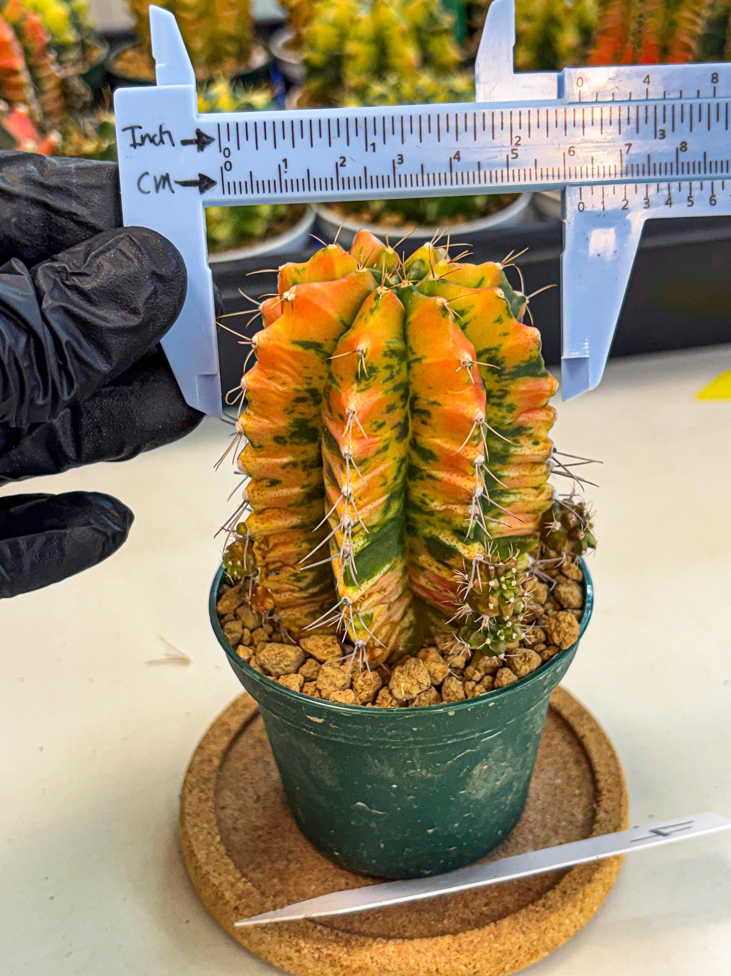 Gymnocalycium Saffron (gy6) (y4) | Special Hybrid cactus