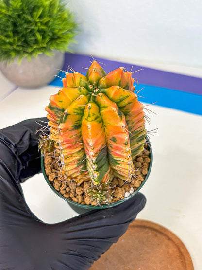 Gymnocalycium Saffron (gy6) (y4) | Special Hybrid cactus