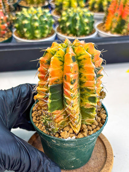 Gymnocalycium Saffron (gy6) (y4) | Special Hybrid cactus