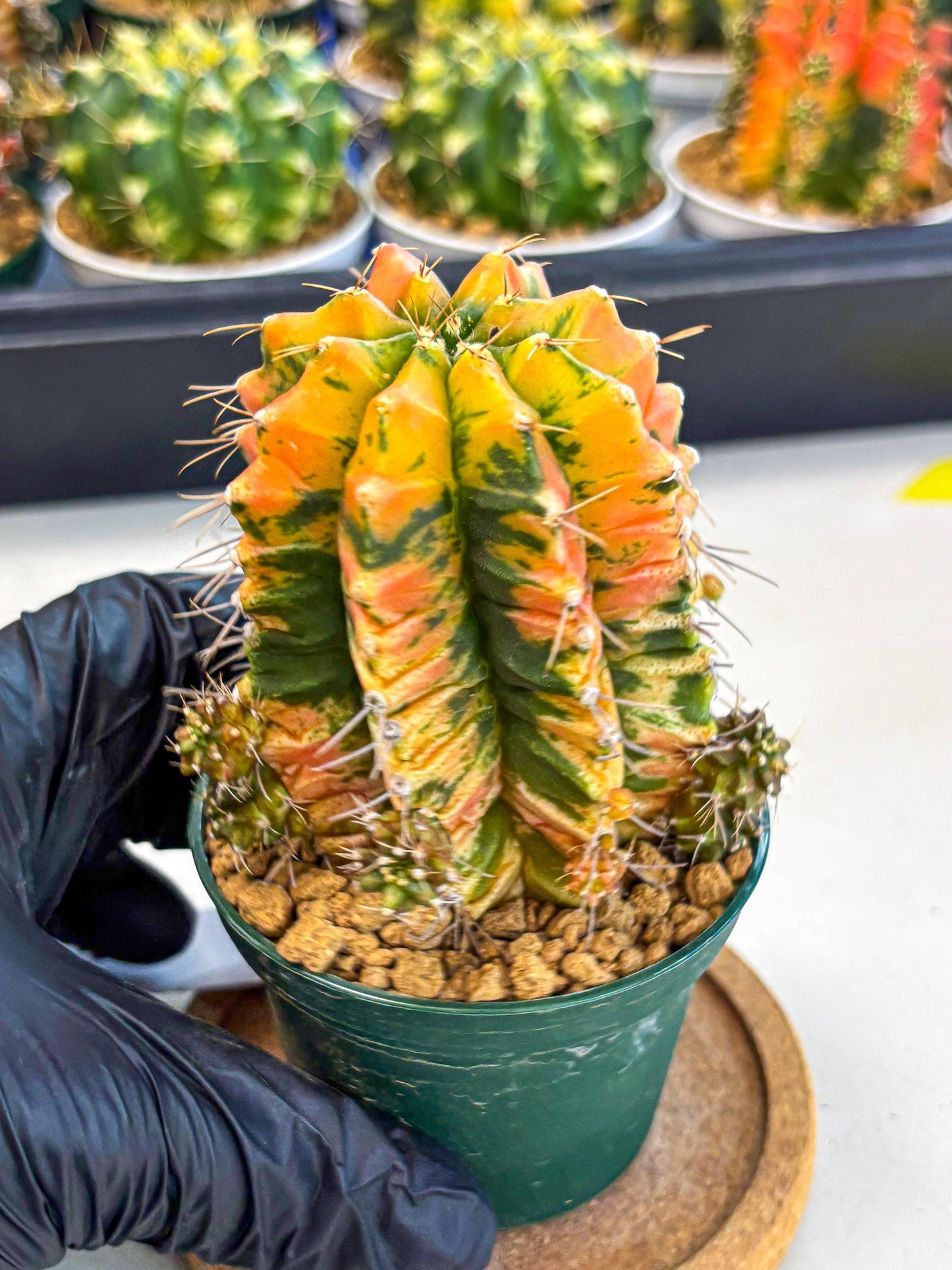 Gymnocalycium Saffron (gy6) (y4) | Special Hybrid cactus