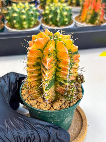 Gymnocalycium Saffron (gy6) (y4) | Special Hybrid cactus