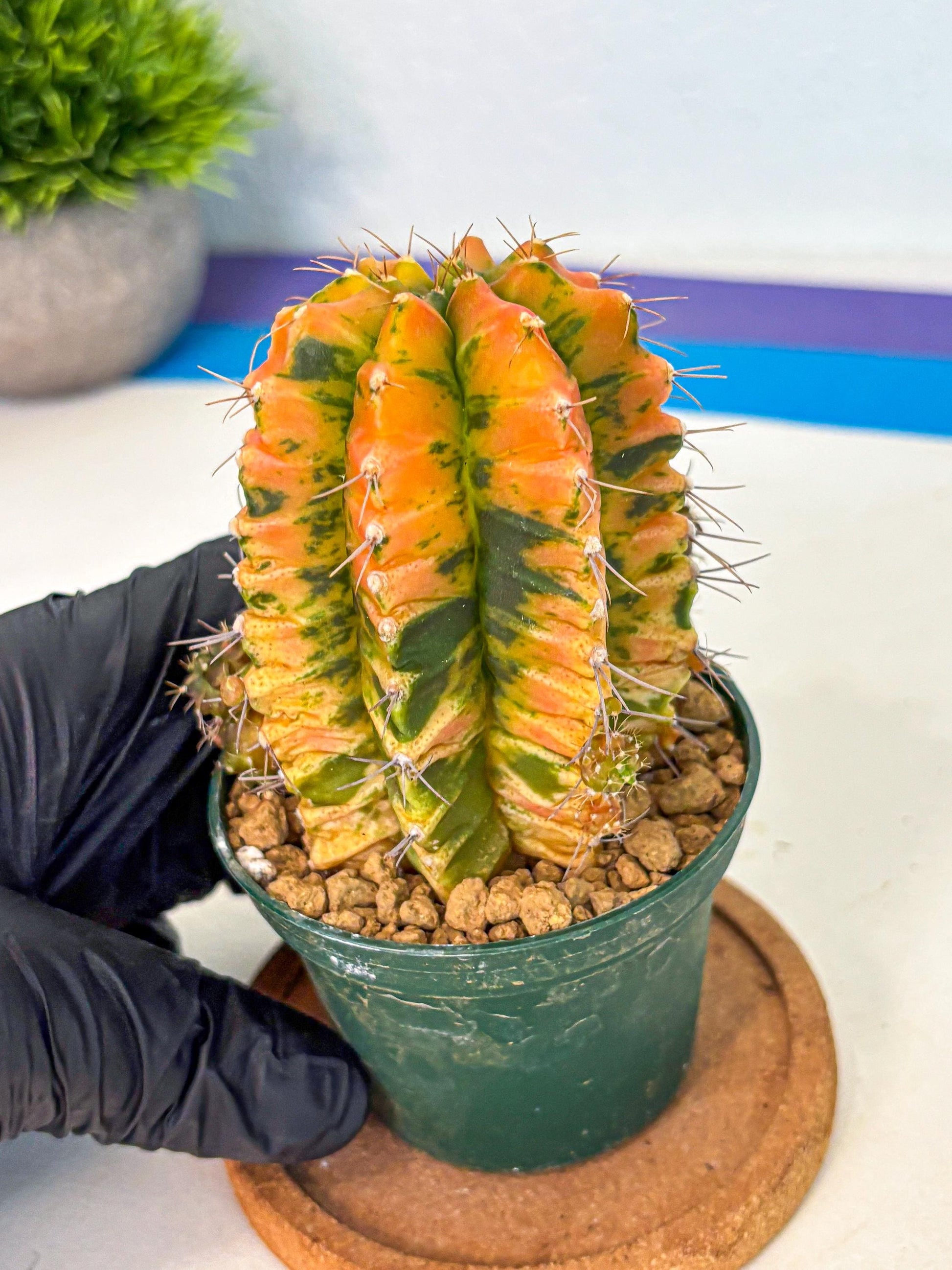 Gymnocalycium Saffron (gy6) (y4) | Special Hybrid cactus