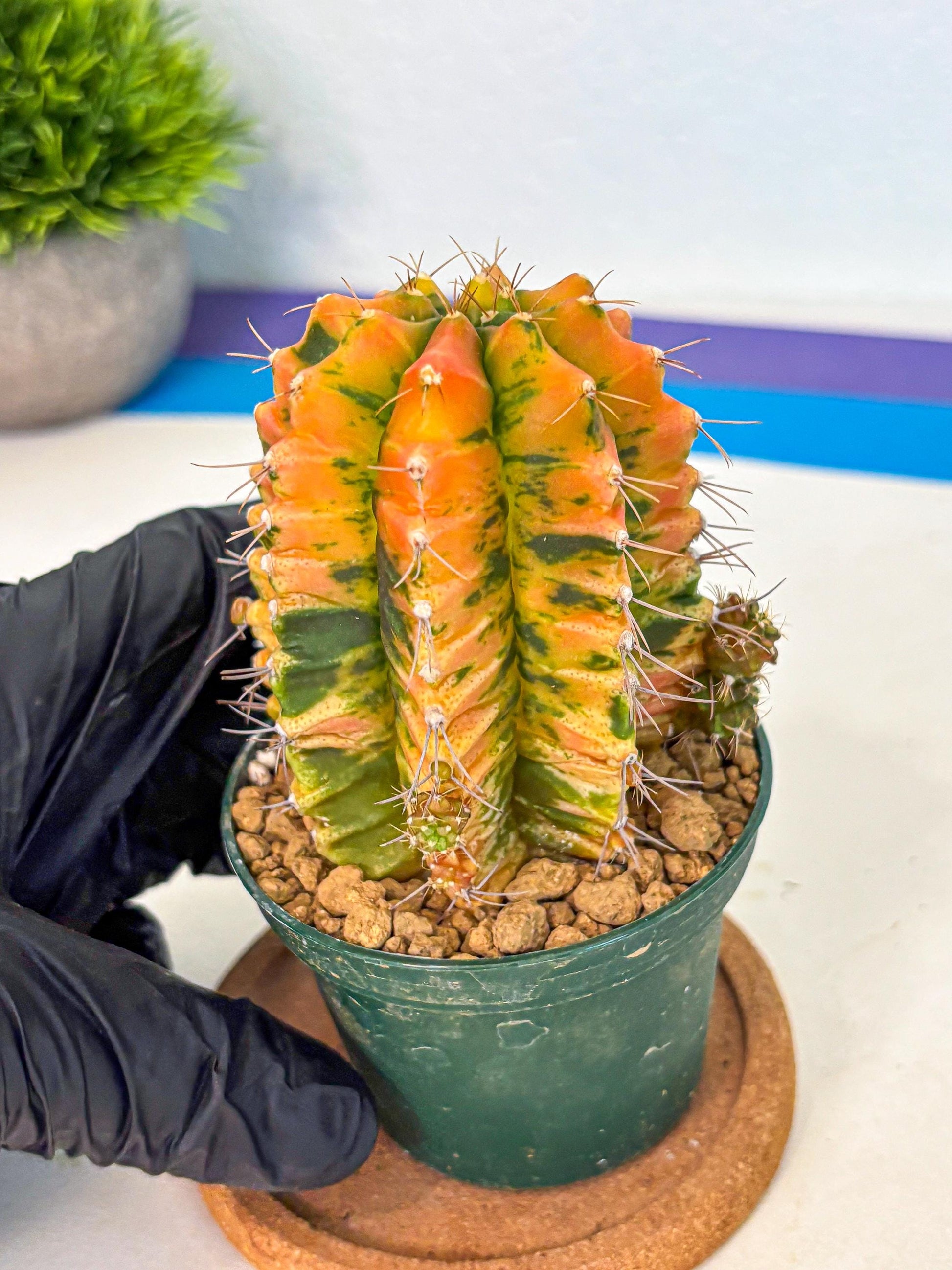 Gymnocalycium Saffron (gy6) (y4) | Special Hybrid cactus