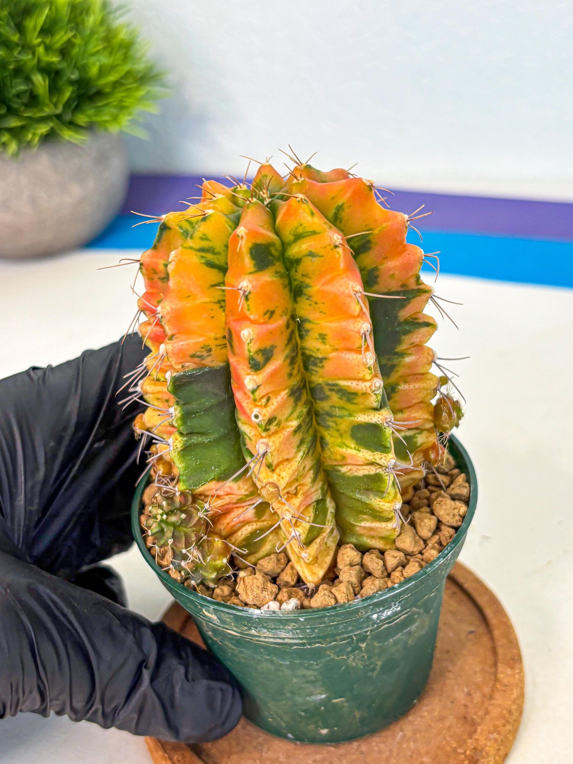 Gymnocalycium Saffron (gy6) (y4) | Special Hybrid cactus
