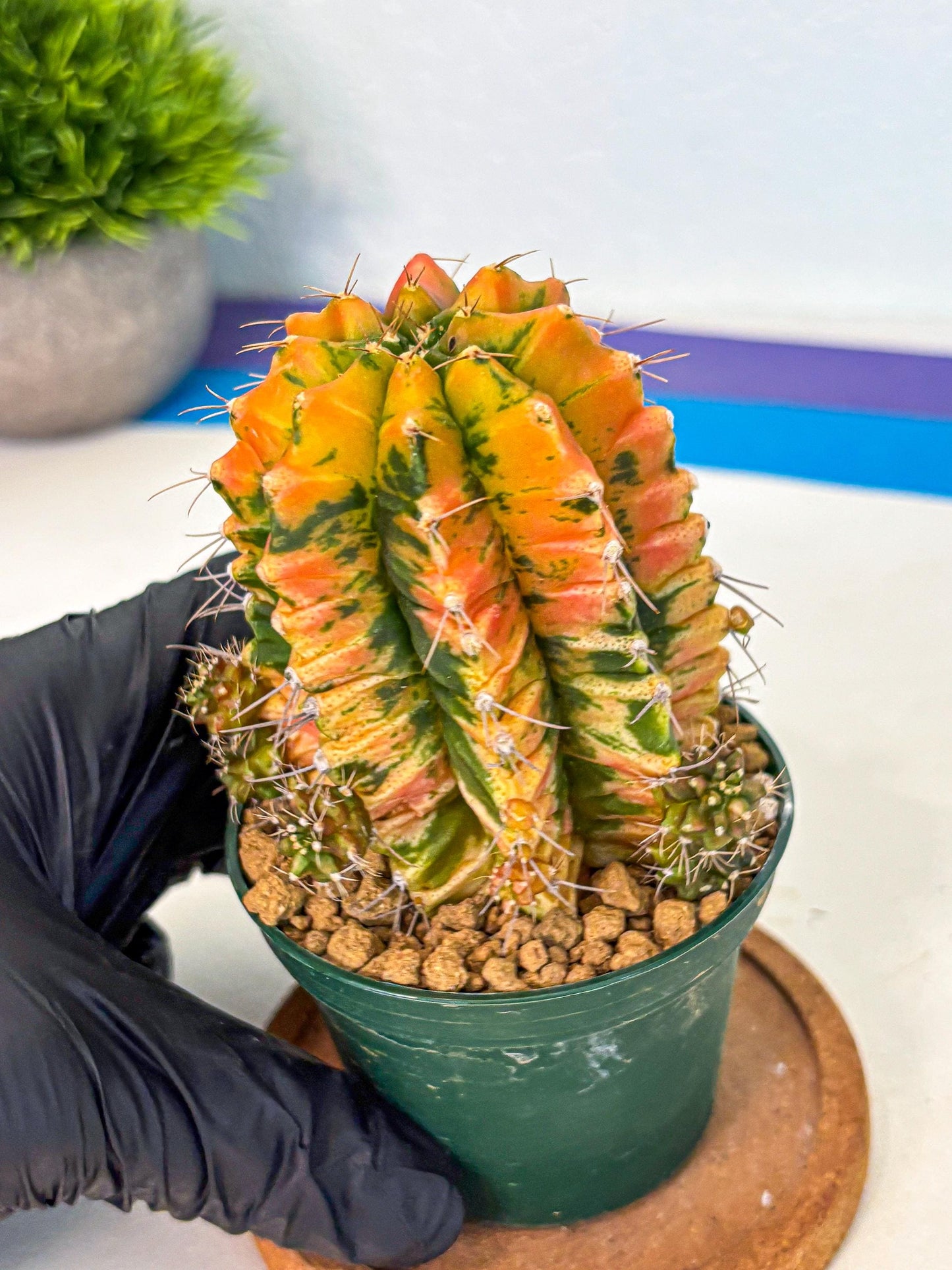 Gymnocalycium Saffron (gy6) (y4) | Special Hybrid cactus