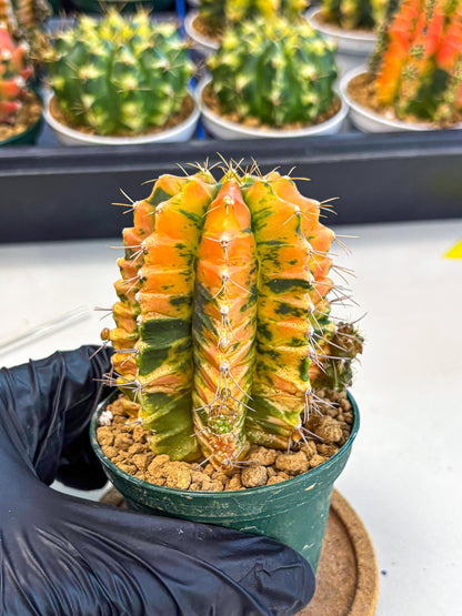 Gymnocalycium Saffron (gy6) (y4) | Special Hybrid cactus