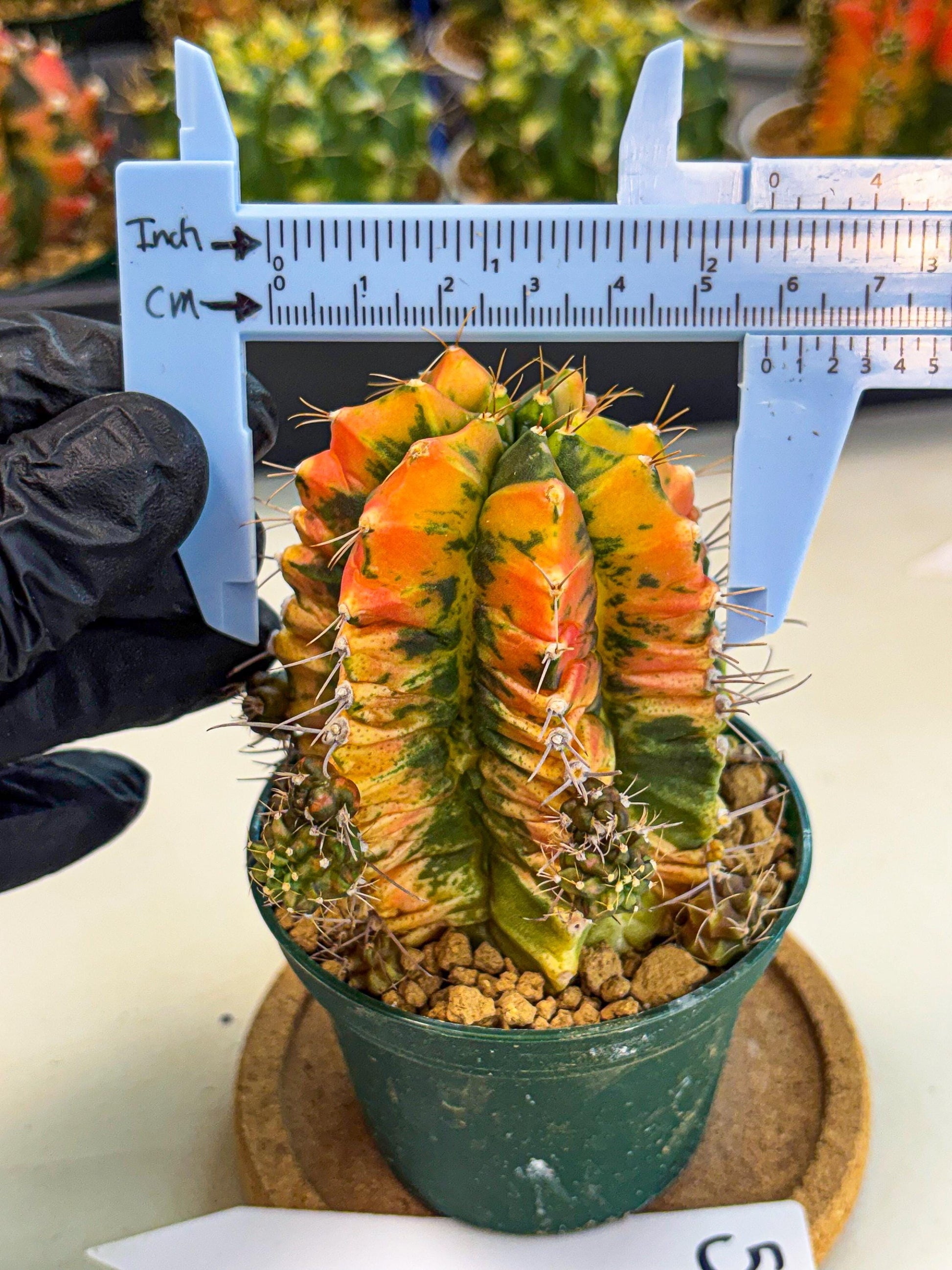 Gymnocalycium Saffron (gy6) (y5) | Special Hybrid cactus