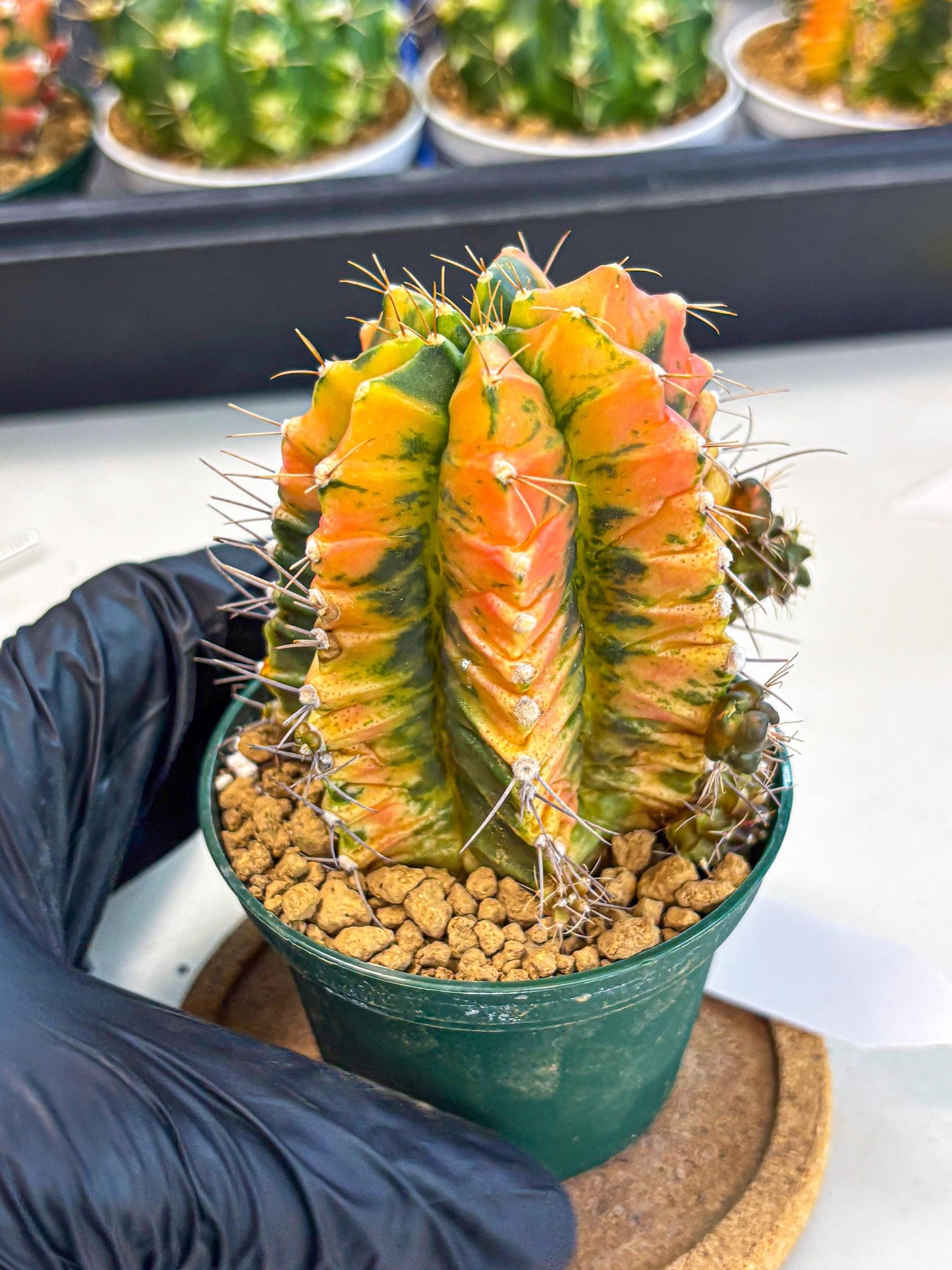 Gymnocalycium Saffron (gy6) (y5) | Special Hybrid cactus