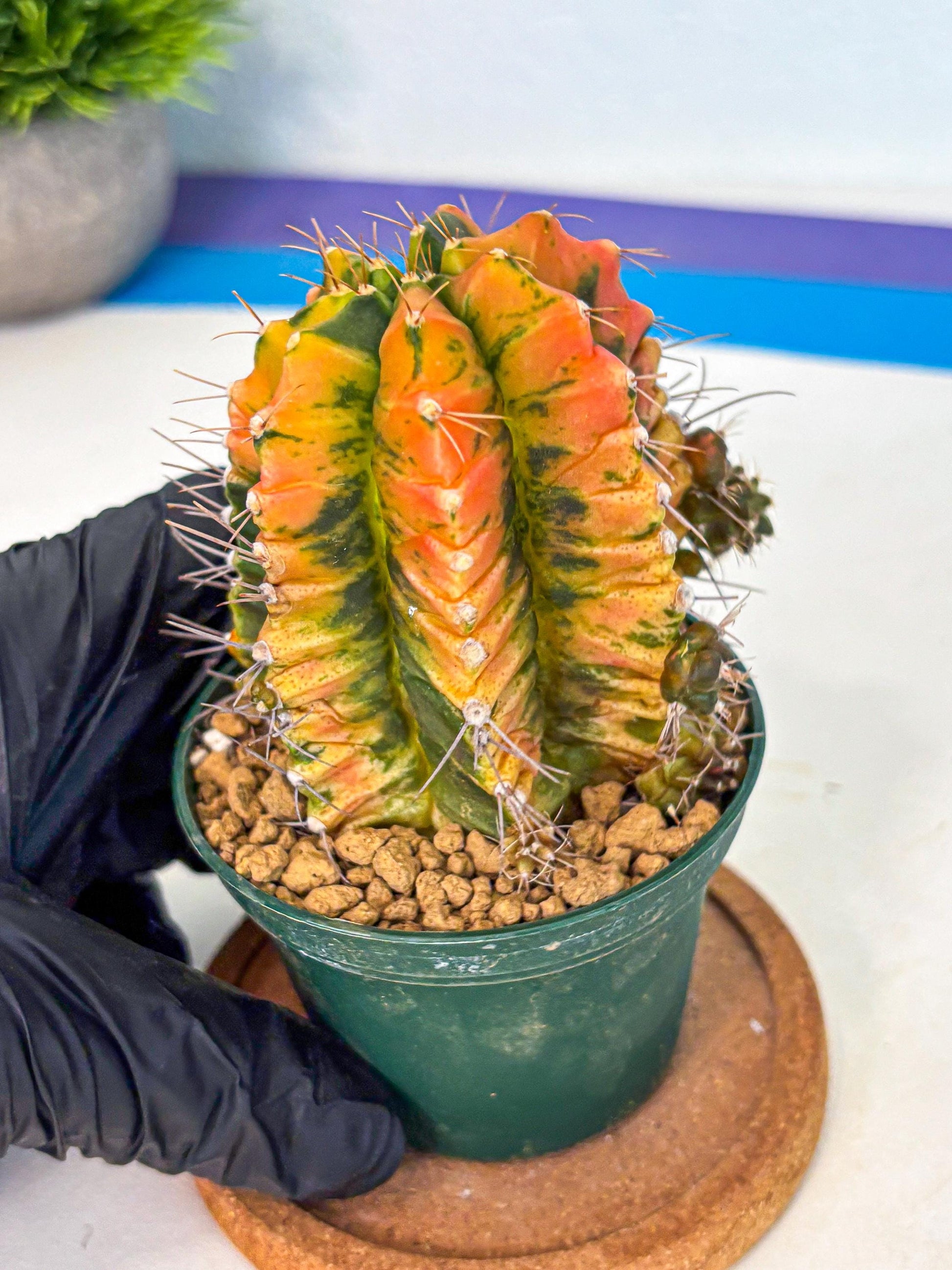 Gymnocalycium Saffron (gy6) (y5) | Special Hybrid cactus