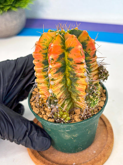 Gymnocalycium Saffron (gy6) (y5) | Special Hybrid cactus