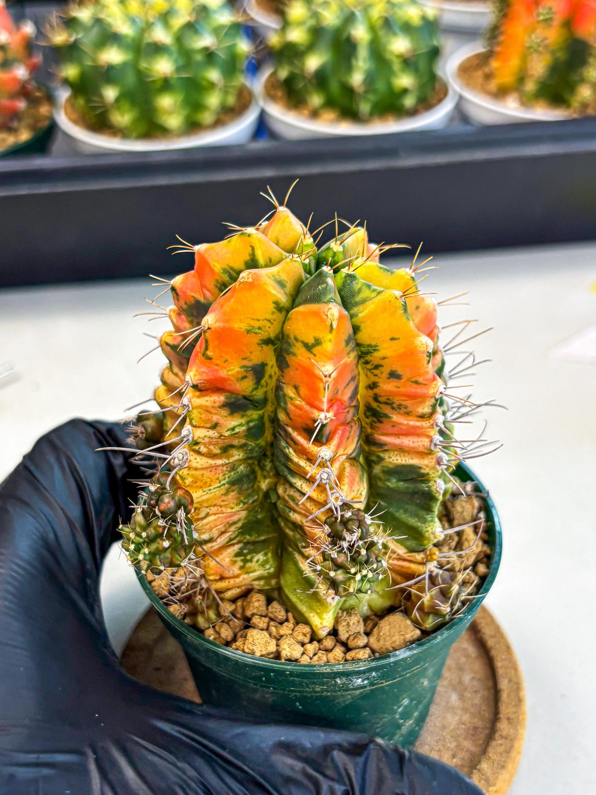 Gymnocalycium Saffron (gy6) (y5) | Special Hybrid cactus