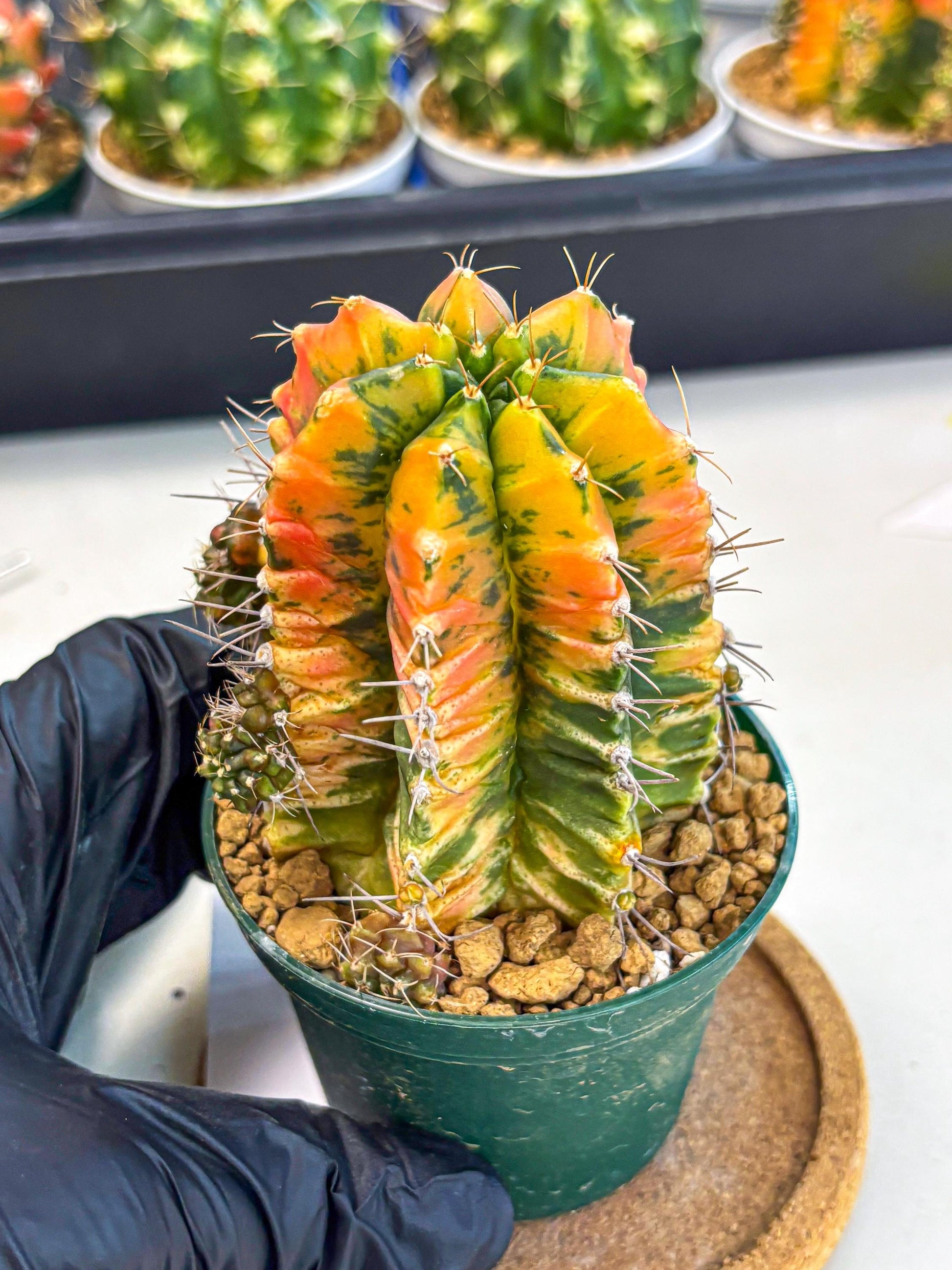 Gymnocalycium Saffron (gy6) (y5) | Special Hybrid cactus